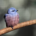 Image: White-Browed Woodswallow