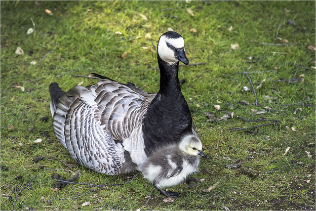 Canada Goose and chick
