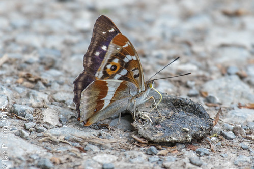 walking butterfly location purpleemporer faysfamenne belgium apaturairis place wellin wallonie be