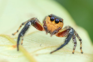 Jumping spider (Maripanthus draconis) - DSC_5150