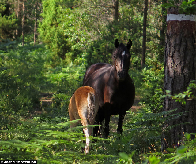 20150707_1 Semi-feral Gotland pony mare & foal | Lojsta Hed, Gotland, Sweden
