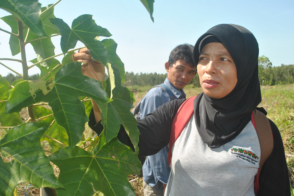 Forestry lecturer Siti Maimunah and her student, Kristianto Okoiiko, check the condition of the ‘kemiri sunan’, or Reutealis trisperma.