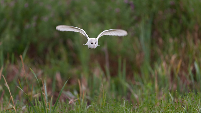 Barn Owl - hunting_9