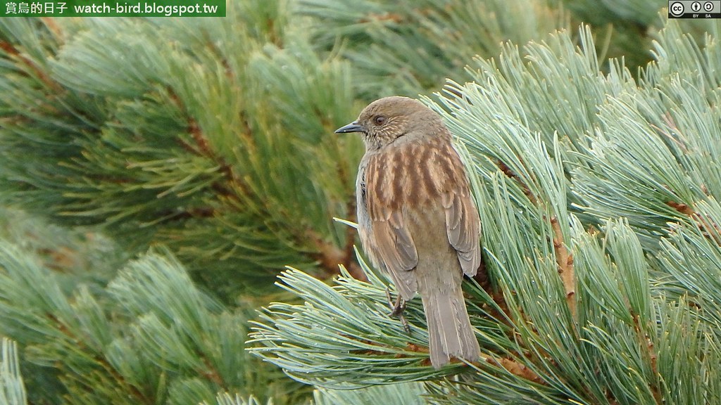 紅岩鷚 (Prunella rubida#Japanese Accentor) | 孫鋒 林 | Flickr