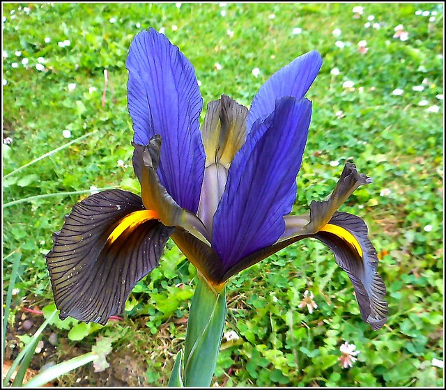 Blue Iris ..