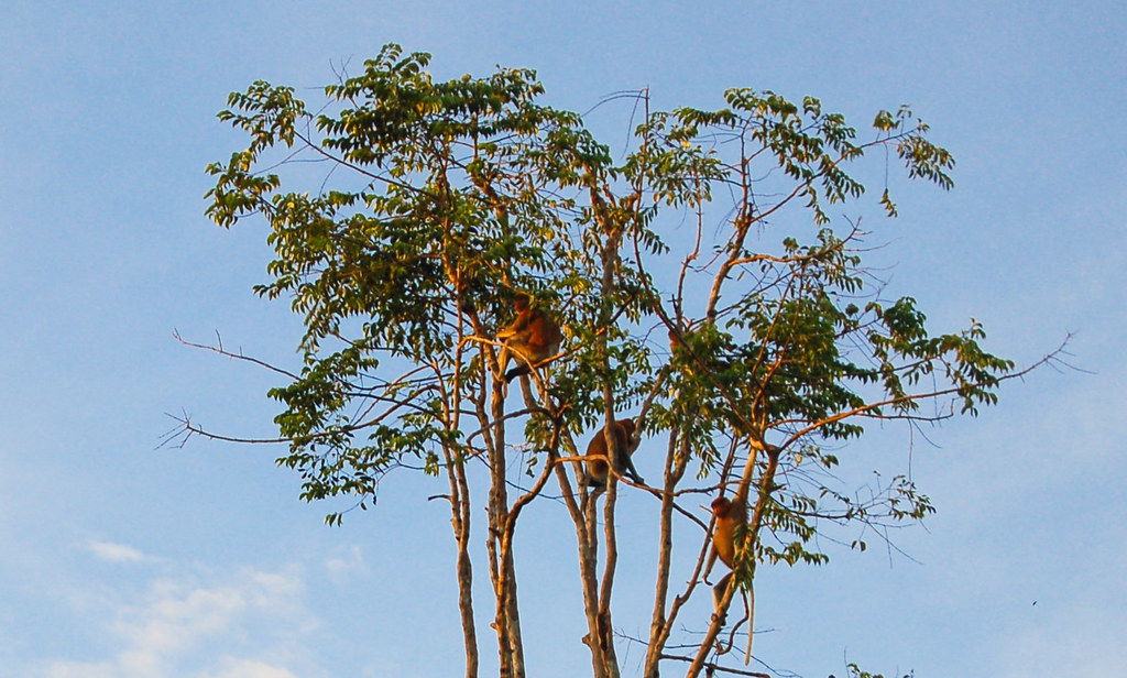 A group of Proboscis monkeys (Nasalis larvatus) hang out in a tree on the edge of Sekonyer river, Tanjung Puting...