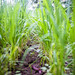 Upland rice production