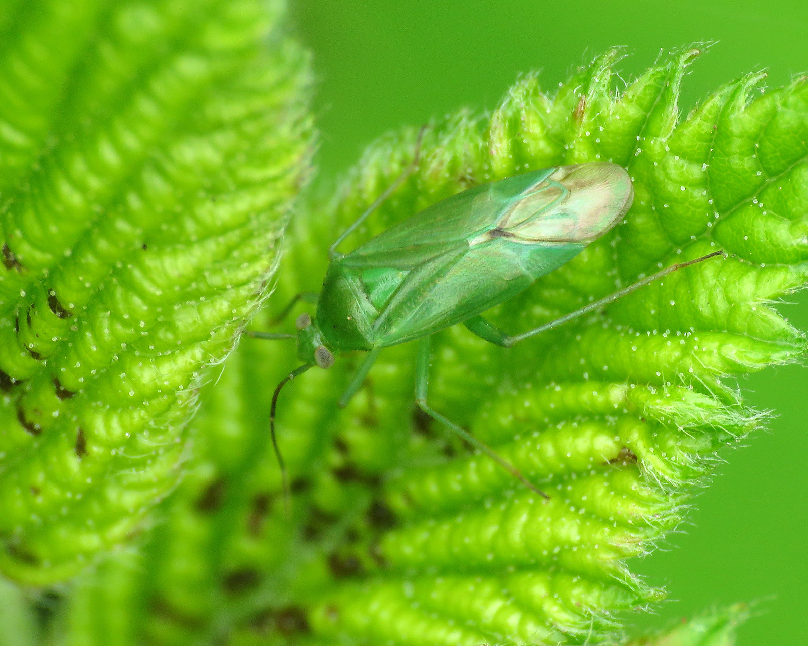 Common Green Capsid - Lygocoris pabulinus