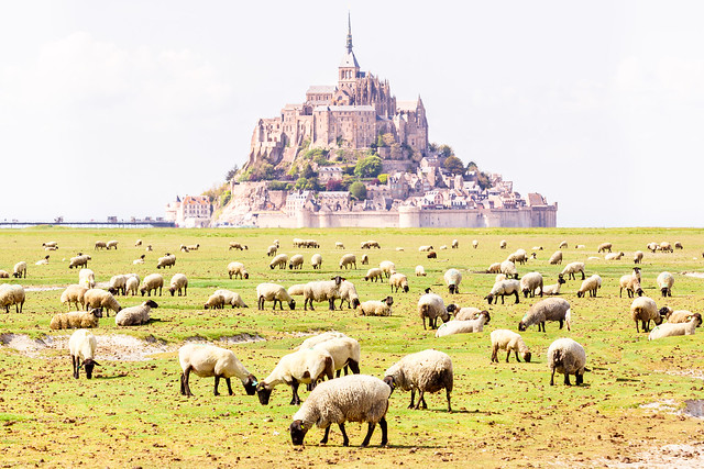 Sheep of Mont Saint-Michel