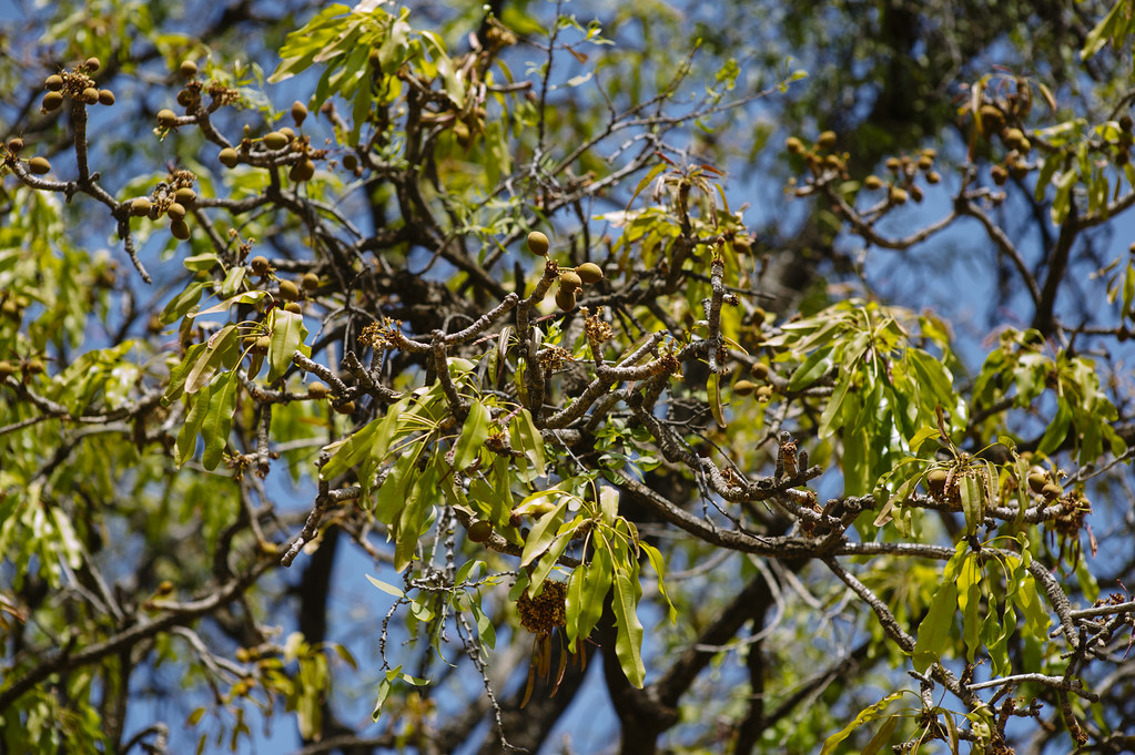 A shea tree (Vitellaria paradoxa) growing in the savanna of Burkina Faso.