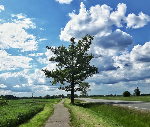 magnificent photography goodvibes photo summer vibes happy nature tree glorious fields sunny lonely grass road view