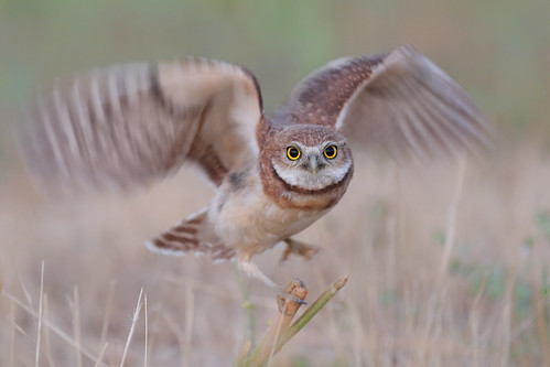 juvenile burrowing owl southern california perche eyes canon 7d2 400mm f56 l bmse salah baazizi wingsinmotion
