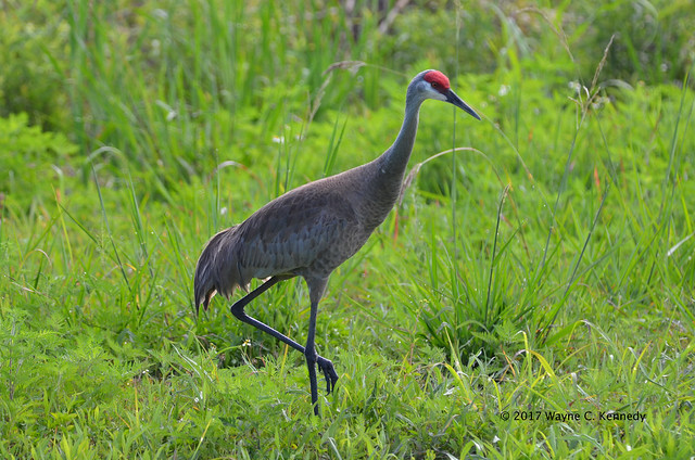 Sandhill Crane at North Lake Apopka Wildlife Drive