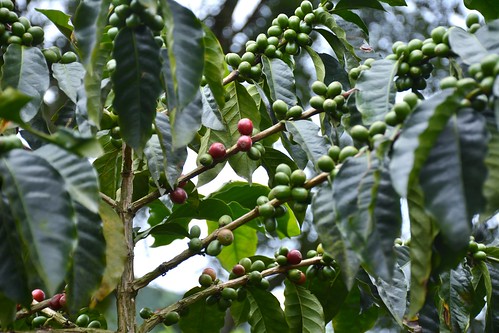 chinchiná caldas colombia haciendaguayabal ejecafetero regióncafetera cafe coffee coffeefarm café finca hacienda farm coffeeplant arabica coffeeberry coffeaarabica coffea coffeeregion coffeetriangle triángulodelcafé coffeegrowingaxis coffeeaxis paisajeculturalcafetero pcc paisajeculturalcafeterodecolombia coffeeculturallandscape unesco worldheritage patrimoniamundial patrimoinemondial unescoworldheritagesite worldheritagesite weltkulturerbe patrimoniodelahumanidad coffeeculturallandscapeofcolombia