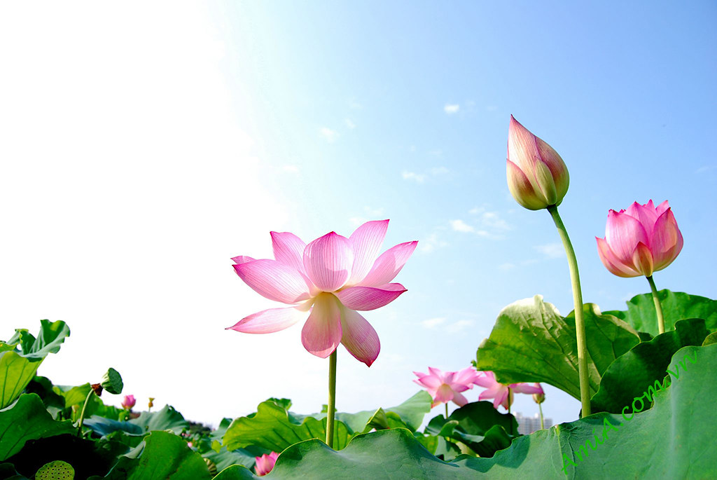 Hình ảnh bông hoa sen đẹp thuần khiết | Hình ảnh bông hoa se… | Flickr