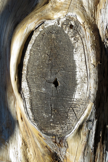 Collar surrounding cut tree limb on Strawberry Hill in San Francisco's Golden Gate Park 170616-124129 C4