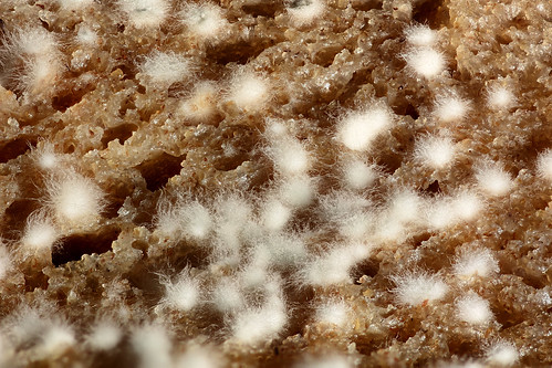 macro focusstacking planrapproché closeup prisedevueenintérieur indoors mold moisissure pain bread belfort bourgognefranchecomté france fra