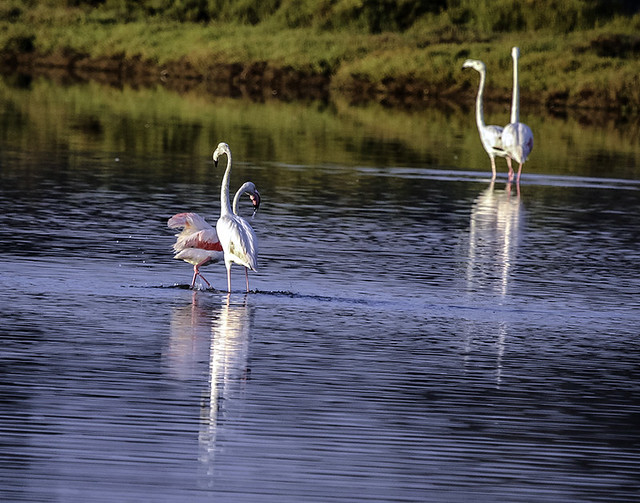 flamencos  - flamingos