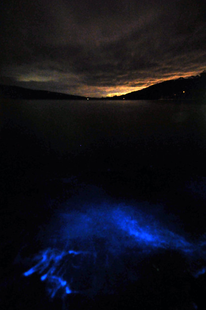 Bioluminescence | Eaglehawk Neck, Tasmania