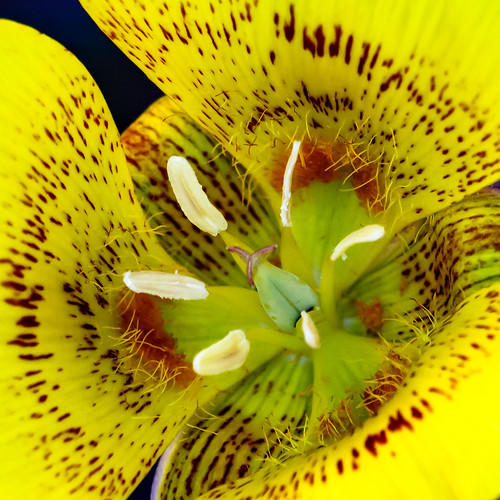 Mariposa Lily, Yellow - Calochortus luteus | Native. Late Ju… | Flickr