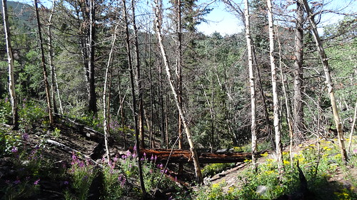 chfstew colorado coloradotrail hiking segment5 trail landscape
