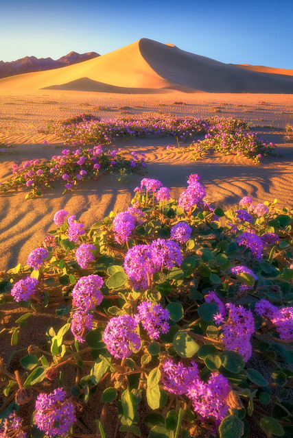 Dunes & Blooms