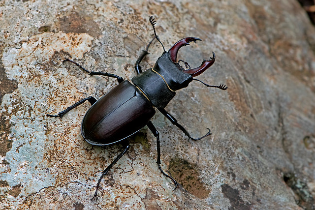 Lucanus cervus - the Stag Beetle (male)