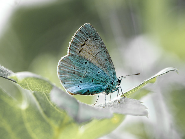The blue butterfly...