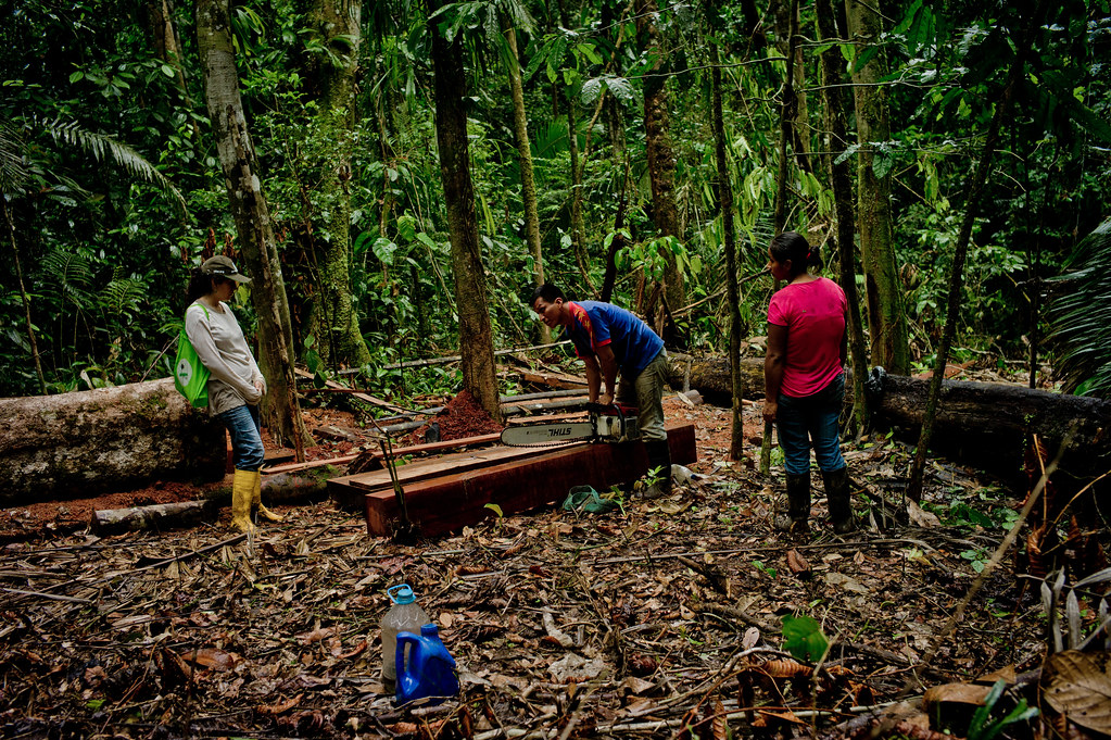 Center for International Forestry Research (CIFOR) scientist (left) watches a Kichwa couple cutting timber in Napo Province, Ecuador.