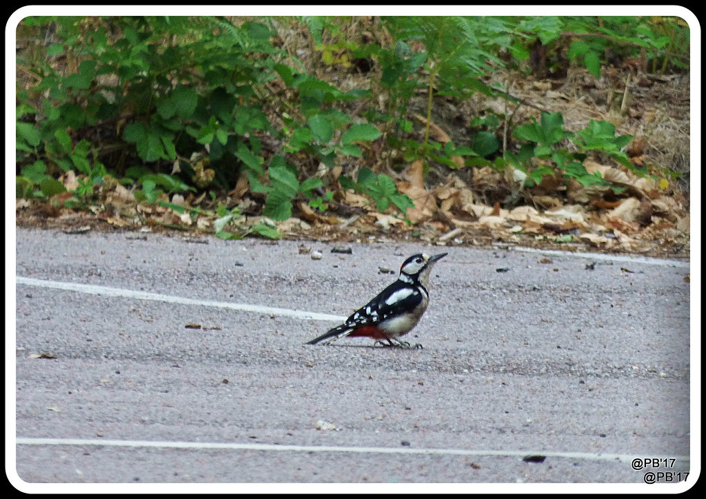 Ground feeding Great spotted woodpecker.