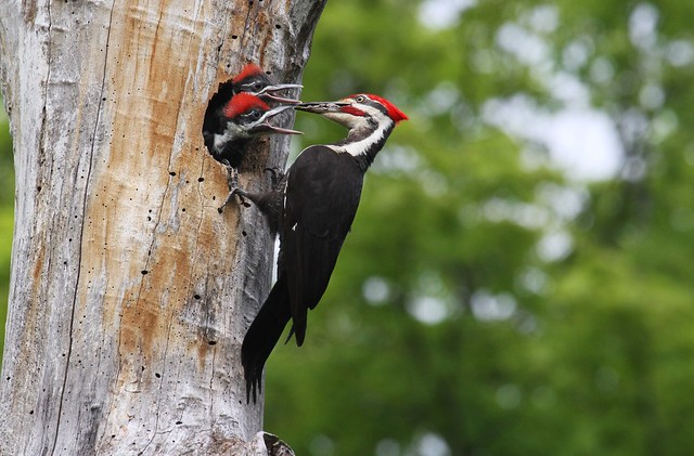 Pileated woodpecker - grand pic