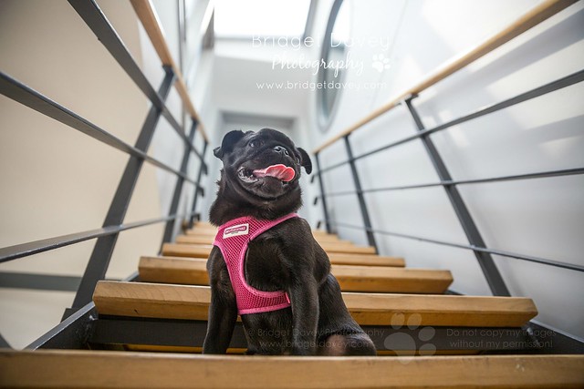 Bring your Dog to Work Day 2017 - BYDTWD  | Dog Photography London