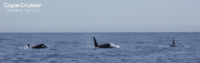 Orcas em Sagres / Orca in Sagres (Orcinus orca)