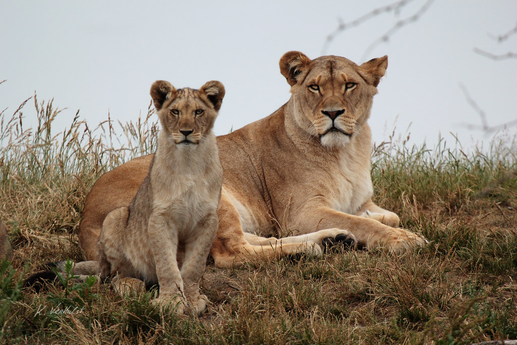 African Lions