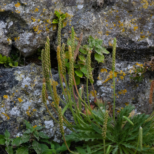 Growing on a granite wall