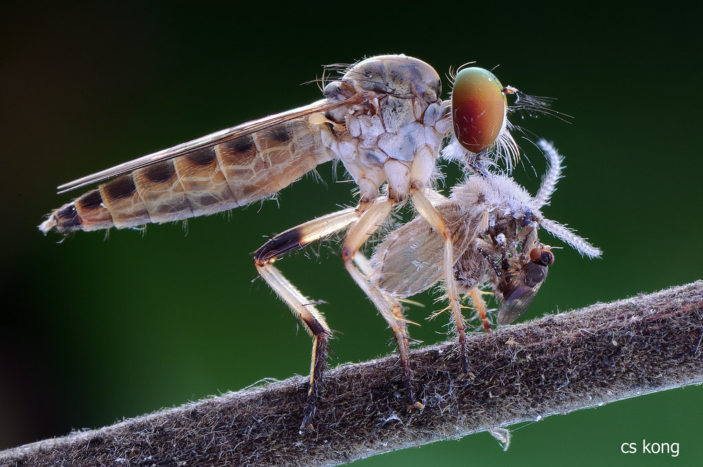 Pi Chong Insect DSC_1174 | Kong Chee Seng | Flickr
