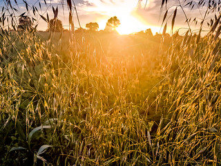 Sunset in the corn