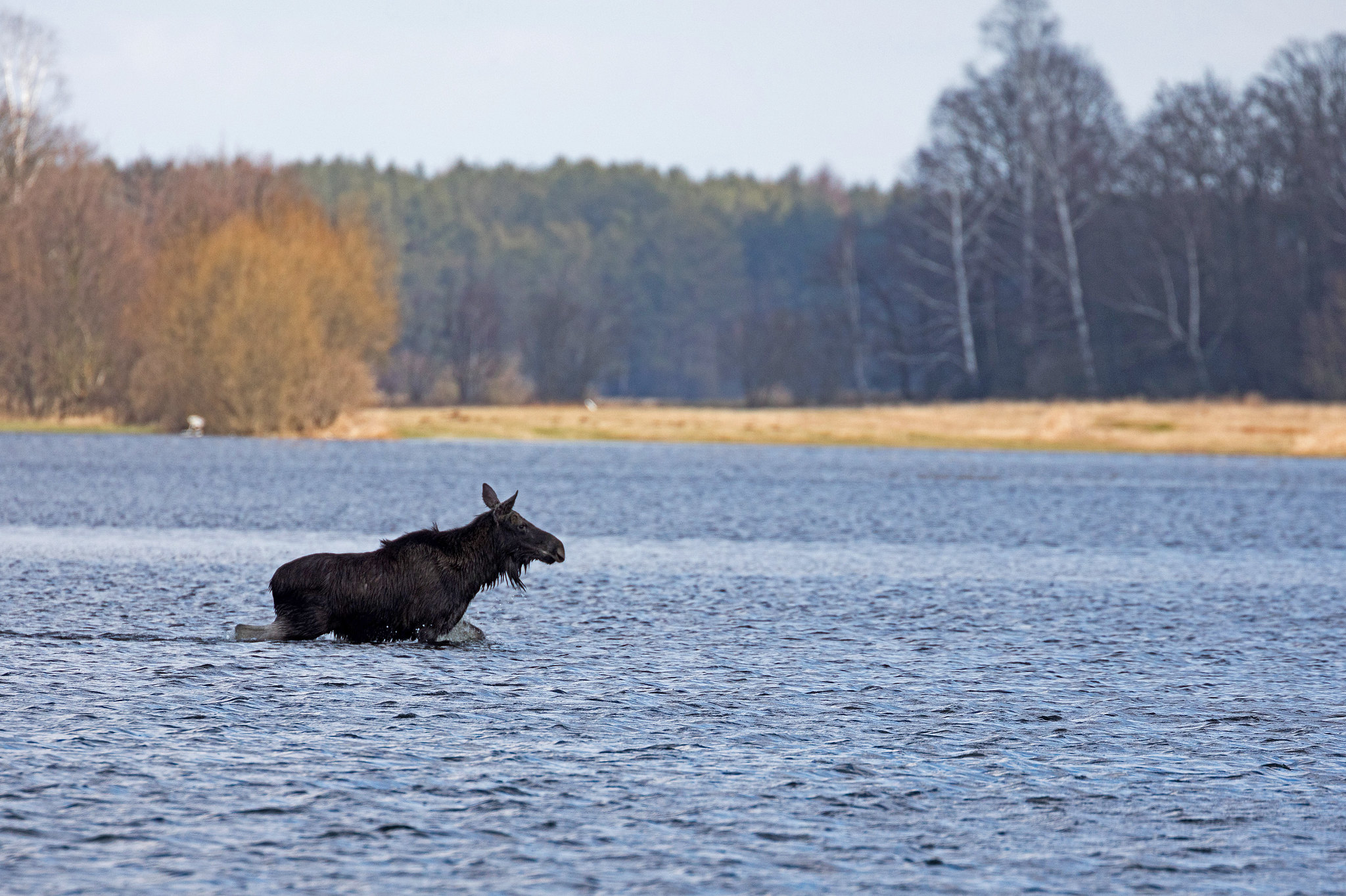 Elk - Poland