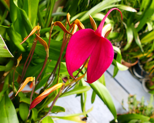 Masdevallia coccinea 'Vashon' species orchid, 1st bloom  5-17*