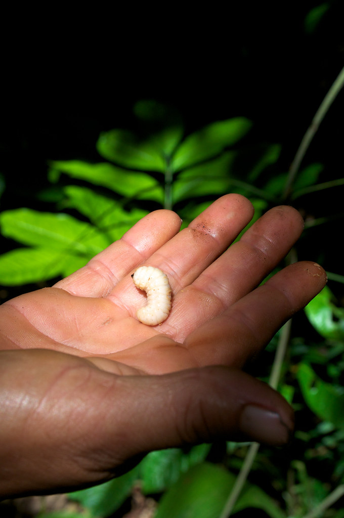 A grub used for bait in fishing. It is found inside forest fruit.