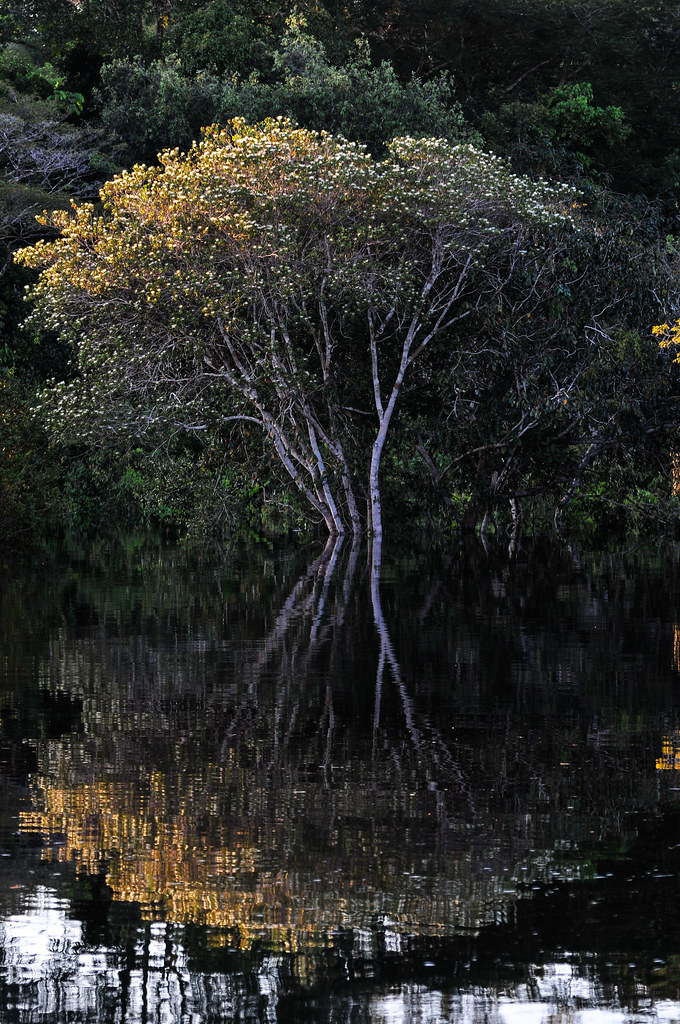 General View of the Brazilian Amazonian landscape.