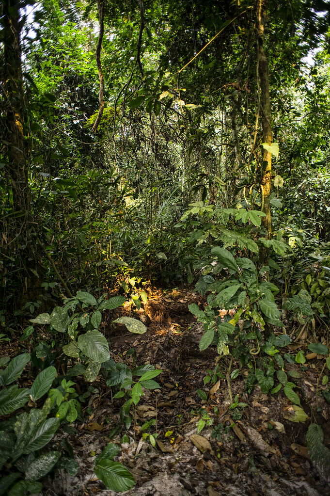 View of the forest in the Tumba – Ledima Reserve, Democratic Republic of Congo.