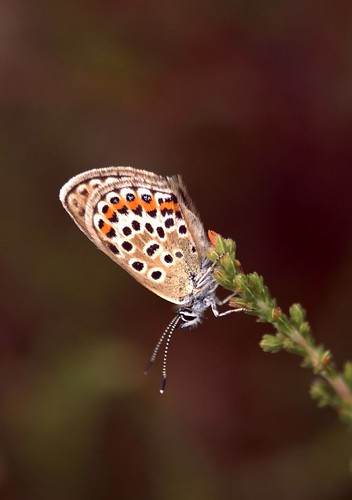Silver Studded Blue4_filtered | by Sanglier58