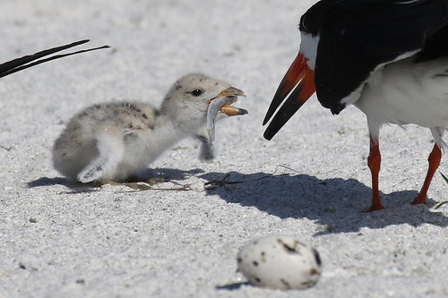 black skimmers chicks egg feeding eating nesting stpete beach 7dm2 canon