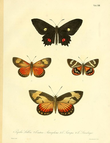 n14_w1150 | Lepidopterorum Brasiliae species novae iconibus … | Flickr