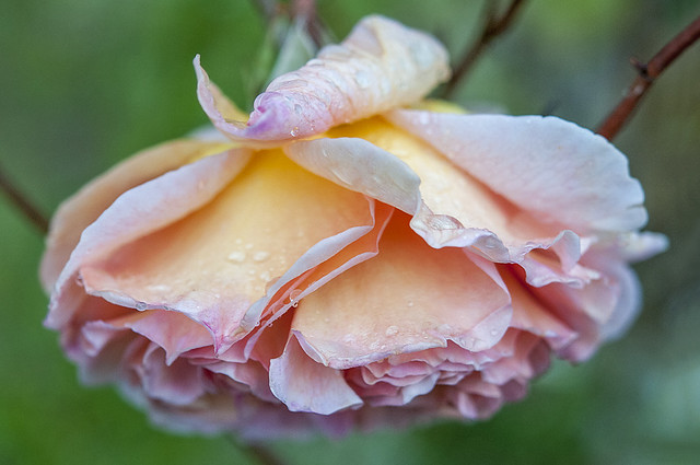 Multicolored Rose in Fran's Garden