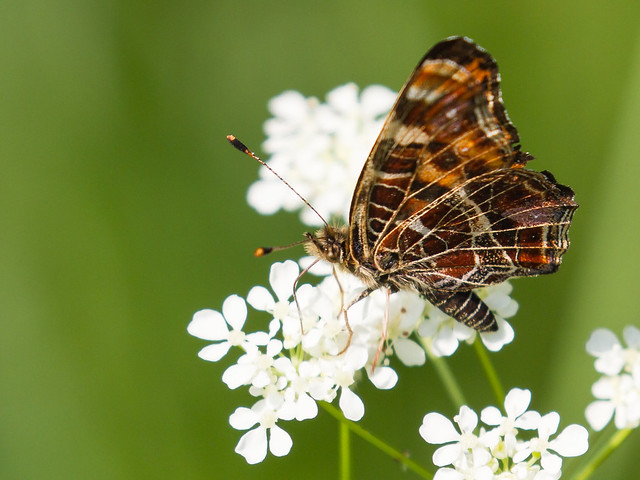 Spring butterfly - Frühlingsfalter (Uli)