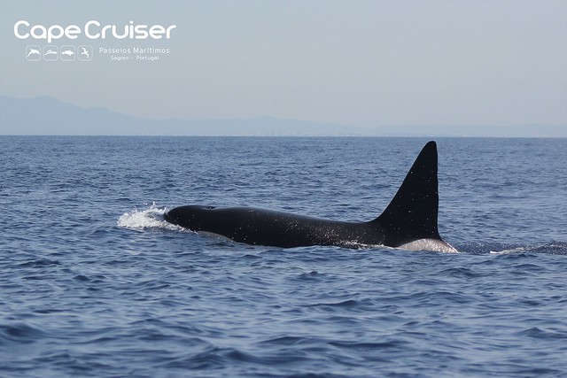 Orcas em Sagres / Orca in Sagres (Orcinus orca)