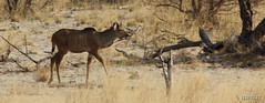 Un bitxo del Hahango Game Park - Namibia - An Animal from Hahango Game Park
