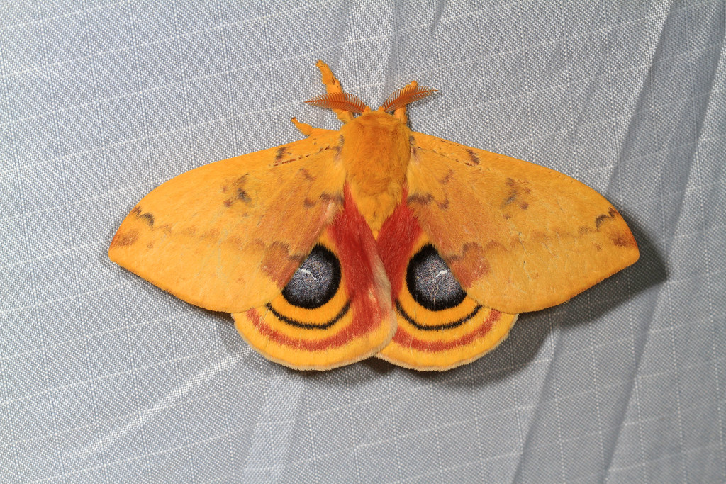 Pink Underwing Moth  - Most Beautiful Moths In The World